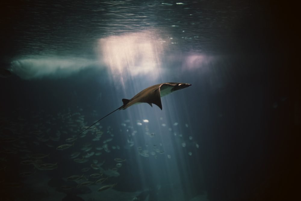 Beneath the Waves: Catalytic Stewardship from the OceanXplorer