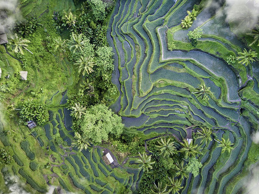 Climate Change & Natural Ecosystems